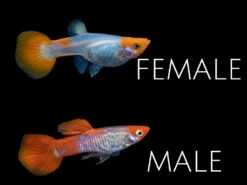 Koi Snakeskin Guppy (Poecilia Reticulata), Tank-Bred!