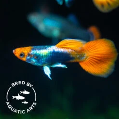 Koi Tuxedo Guppy (Poecilia Reticulata), BREDBY: AQUATIC ARTS