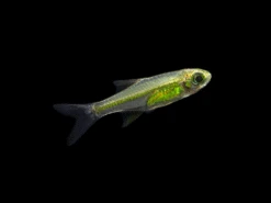 Kubotai Rasbora (Microdevario Kubotai), Tank-Bred