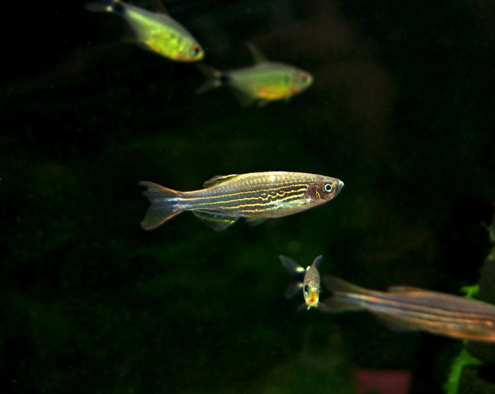 Striped Kyathit AKA Orange Finned Danio (Brachydanio Kyathit), Tank-Bred! - Image 5