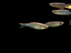 Striped Kyathit AKA Orange Finned Danio (Brachydanio Kyathit), Tank-Bred!