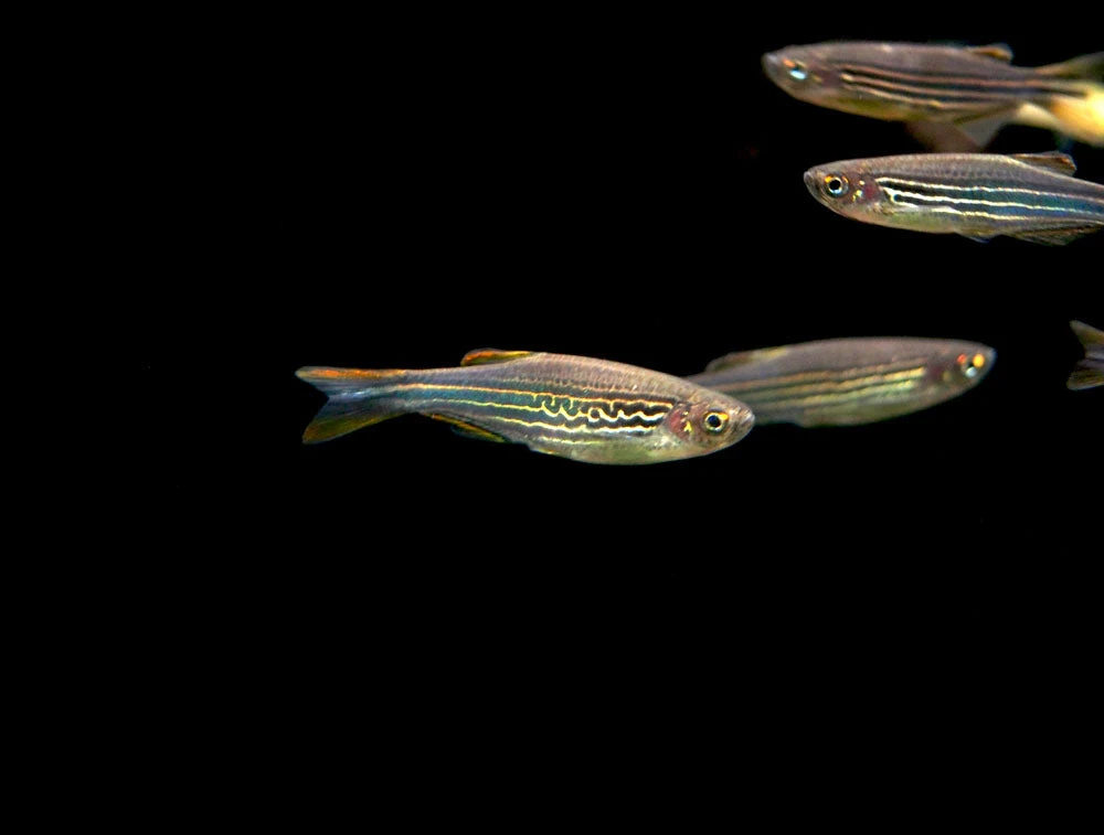 Striped Kyathit AKA Orange Finned Danio (Brachydanio Kyathit), Tank-Bred!