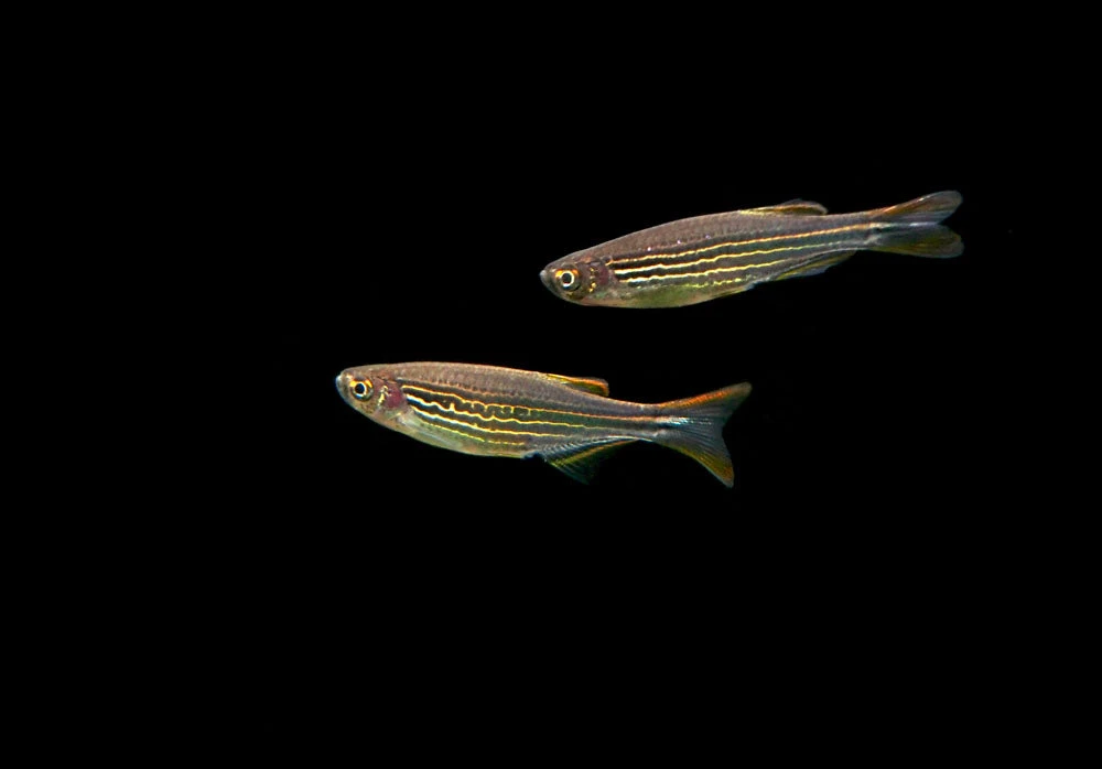 Striped Kyathit AKA Orange Finned Danio (Brachydanio Kyathit), Tank-Bred! - Image 2
