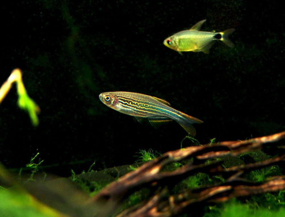 Striped Kyathit AKA Orange Finned Danio (Brachydanio Kyathit), Tank-Bred! - Image 3