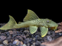 L200 Green Phantom Pleco (Hemiancistrus Subviridis)