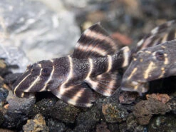 L204 Flash / Emperor Pleco (Panaqolus Albivermis)