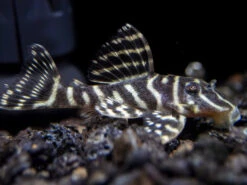 L340 Mega Clown AKA Imperial Tiger Pleco (Hypancistrus Sp.)
