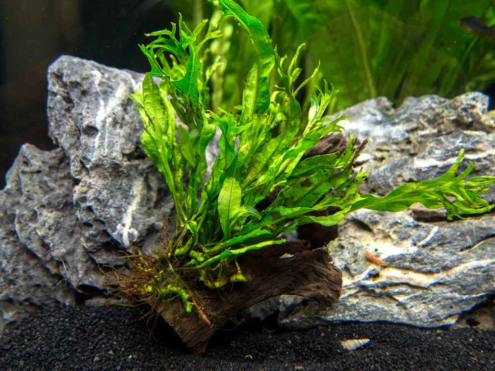 Windelov AKA Lacy Java Fern (Microsorum Pteropus "Windelov") On 3+ Inch Driftwood - Image 2