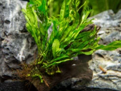 Windelov AKA Lacy Java Fern (Microsorum Pteropus "Windelov") On 3+ Inch Driftwood