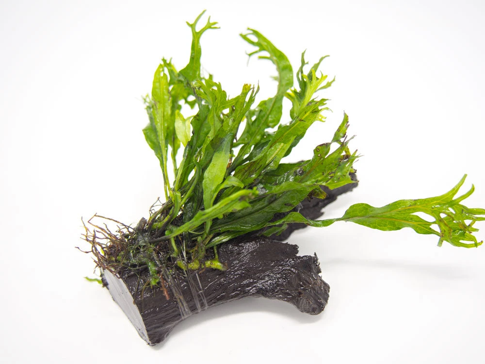 Windelov AKA Lacy Java Fern (Microsorum Pteropus "Windelov") On 3+ Inch Driftwood - Image 3