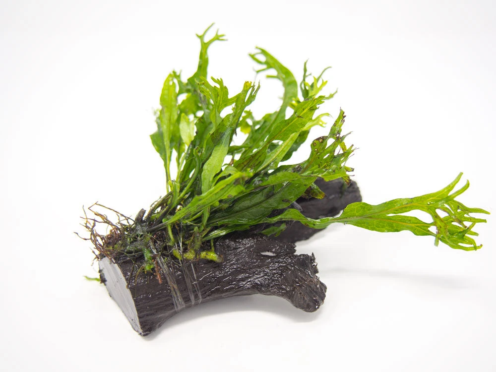 Windelov AKA Lacy Java Fern (Microsorum Pteropus "Windelov") On 3+ Inch Driftwood - Image 4