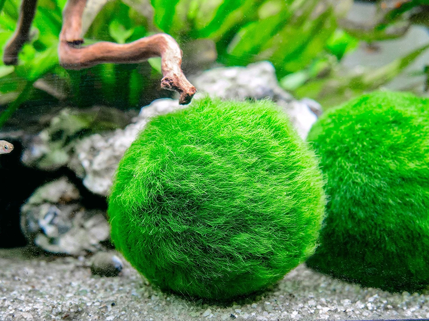 Aquatic Arts Marimo Moss Ball Fertilizer Food 8oz. - Image 4