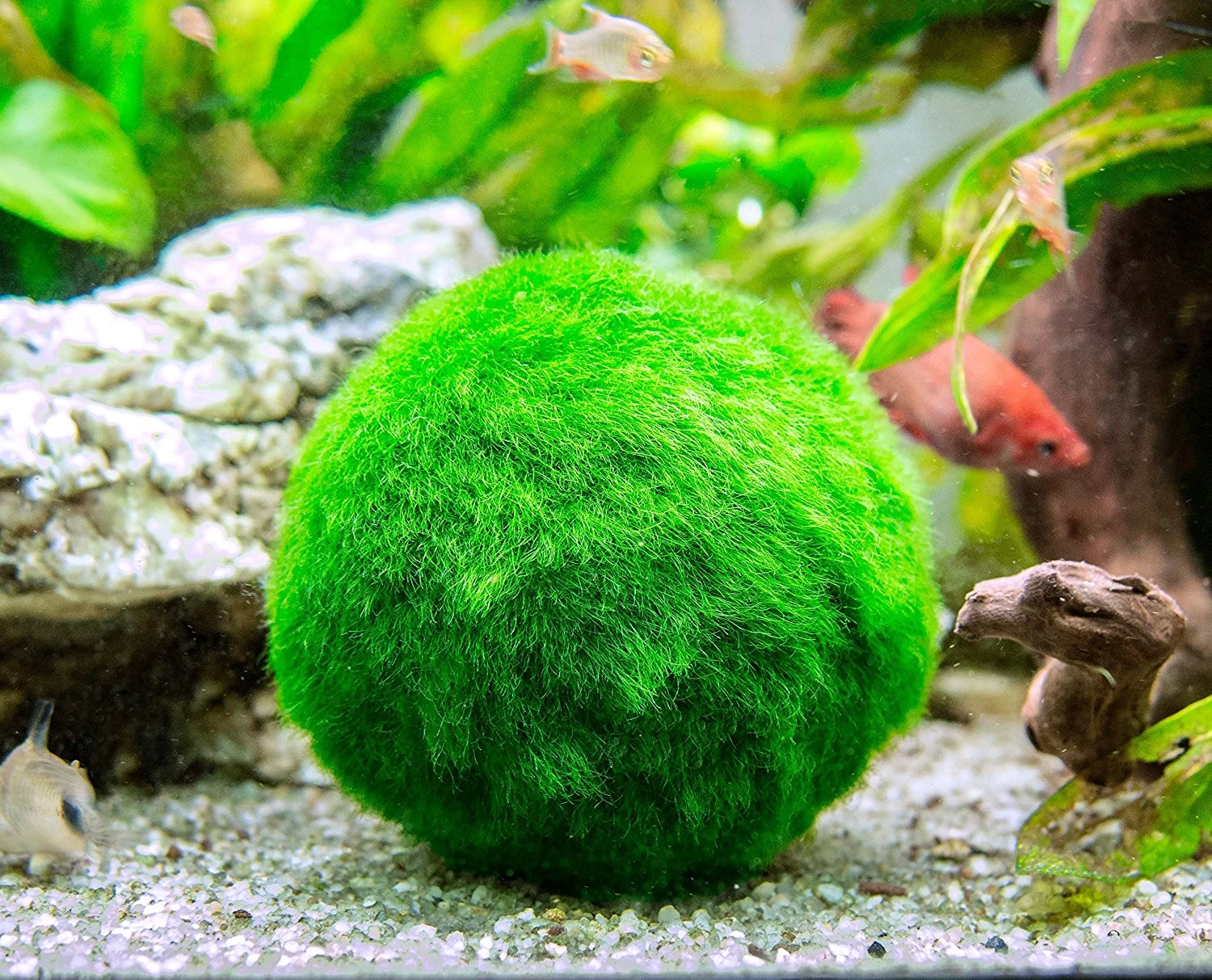 Aquatic Arts Marimo Moss Ball Fertilizer Food 8oz. - Image 6