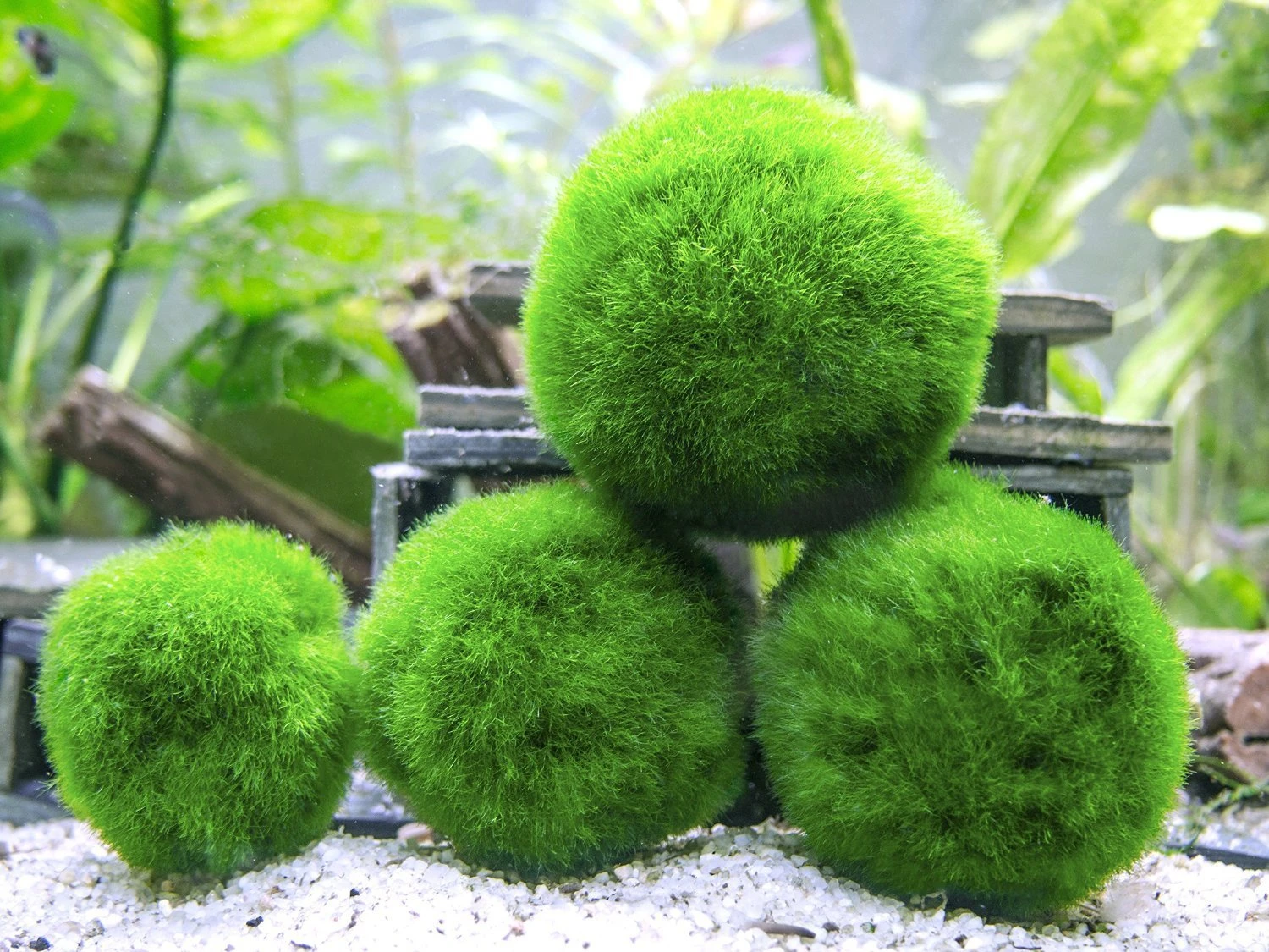 Aquatic Arts Marimo Moss Ball Fertilizer Food 8oz. - Image 7