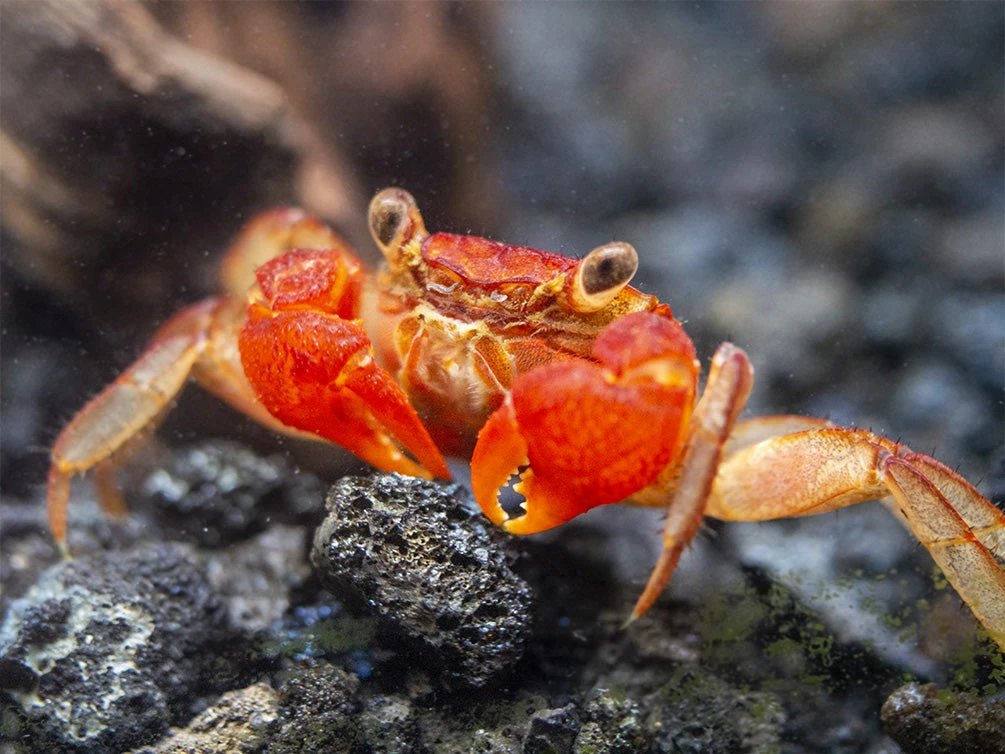 Lars's Maroon Red Vampire Crab (Geosesarma Larsi)