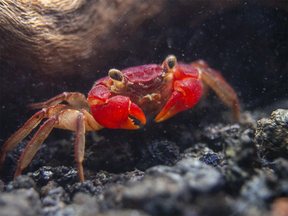 Lars's Maroon Red Vampire Crab (Geosesarma Larsi) - Image 2