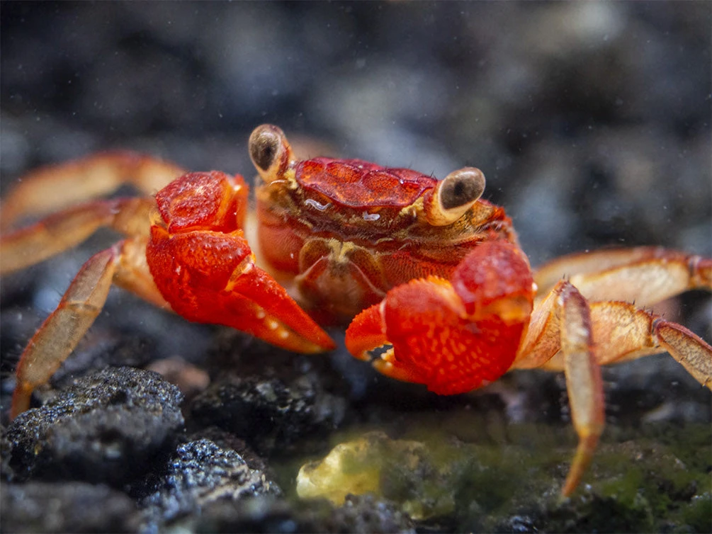 Lars's Maroon Red Vampire Crab (Geosesarma Larsi) - Image 3