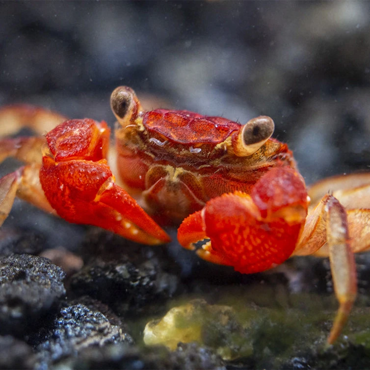 Lars's Maroon Red Vampire Crab (Geosesarma Larsi) - Image 8