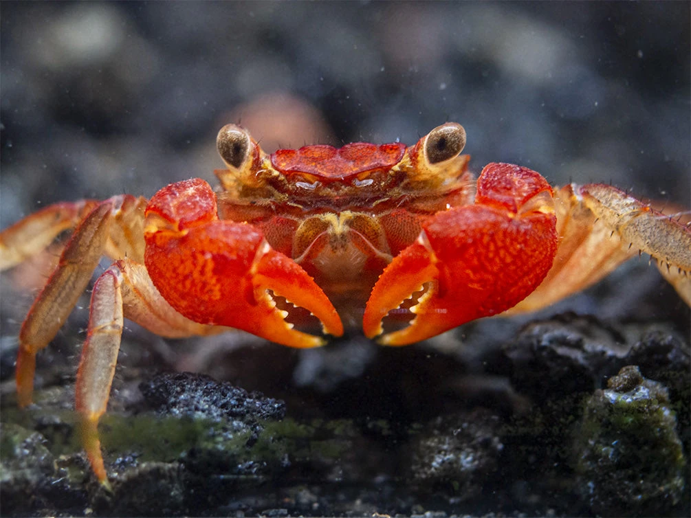 Lars's Maroon Red Vampire Crab (Geosesarma Larsi) - Image 4
