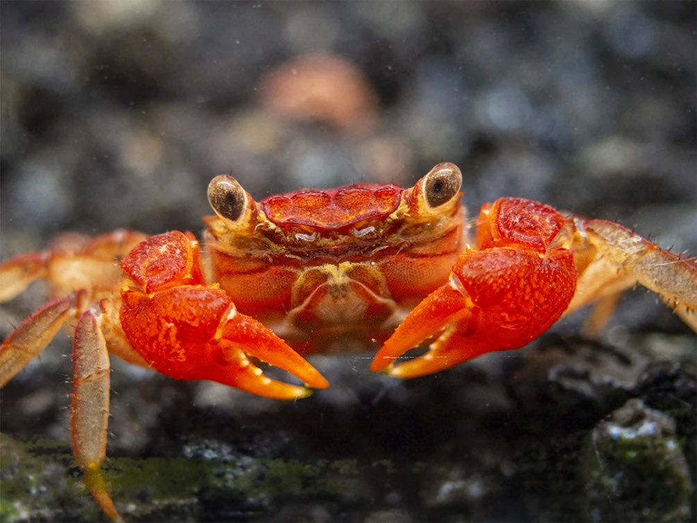Lars's Maroon Red Vampire Crab (Geosesarma Larsi) - Image 5