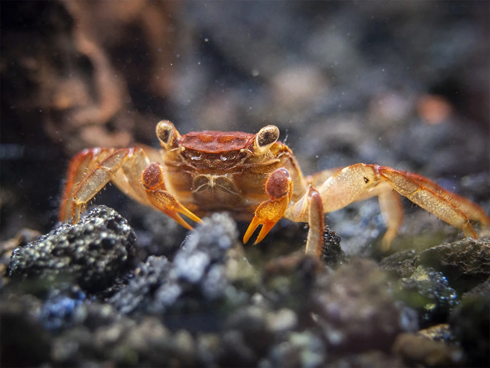 Lars's Maroon Red Vampire Crab (Geosesarma Larsi) - Image 7