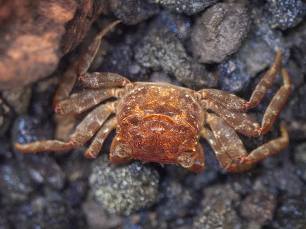 Lars's Maroon Red Vampire Crab (Geosesarma Larsi) - Image 9