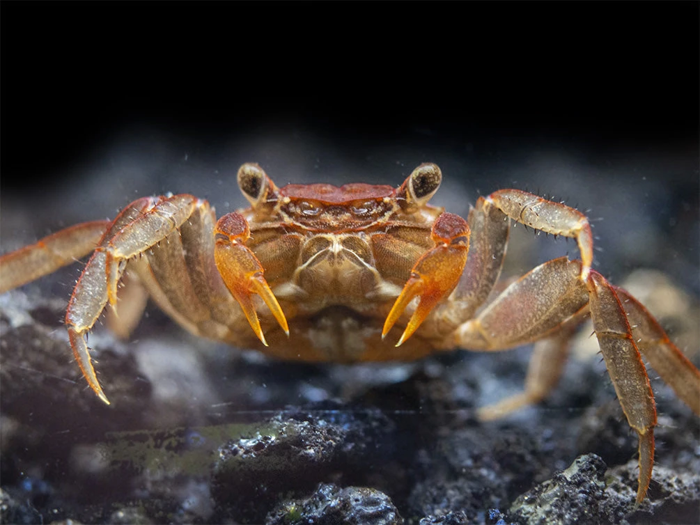 Lars's Maroon Red Vampire Crab (Geosesarma Larsi) - Image 10
