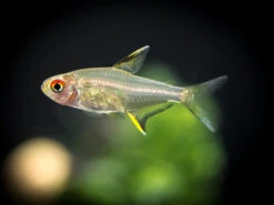 Lemon Tetra (Hyphessobrycon Pulchripinnis) - Tank-Bred!