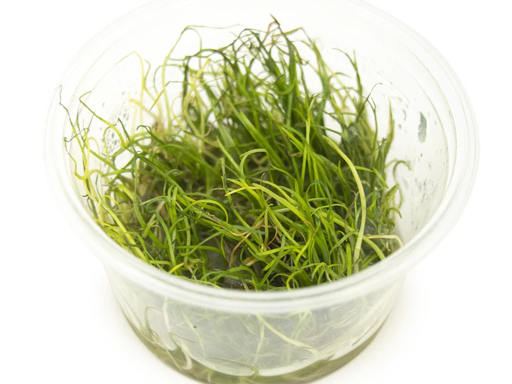 Narrow Leaf Micro Sword (Lilaeopsis Mauritiana) Tissue Culture - Image 4