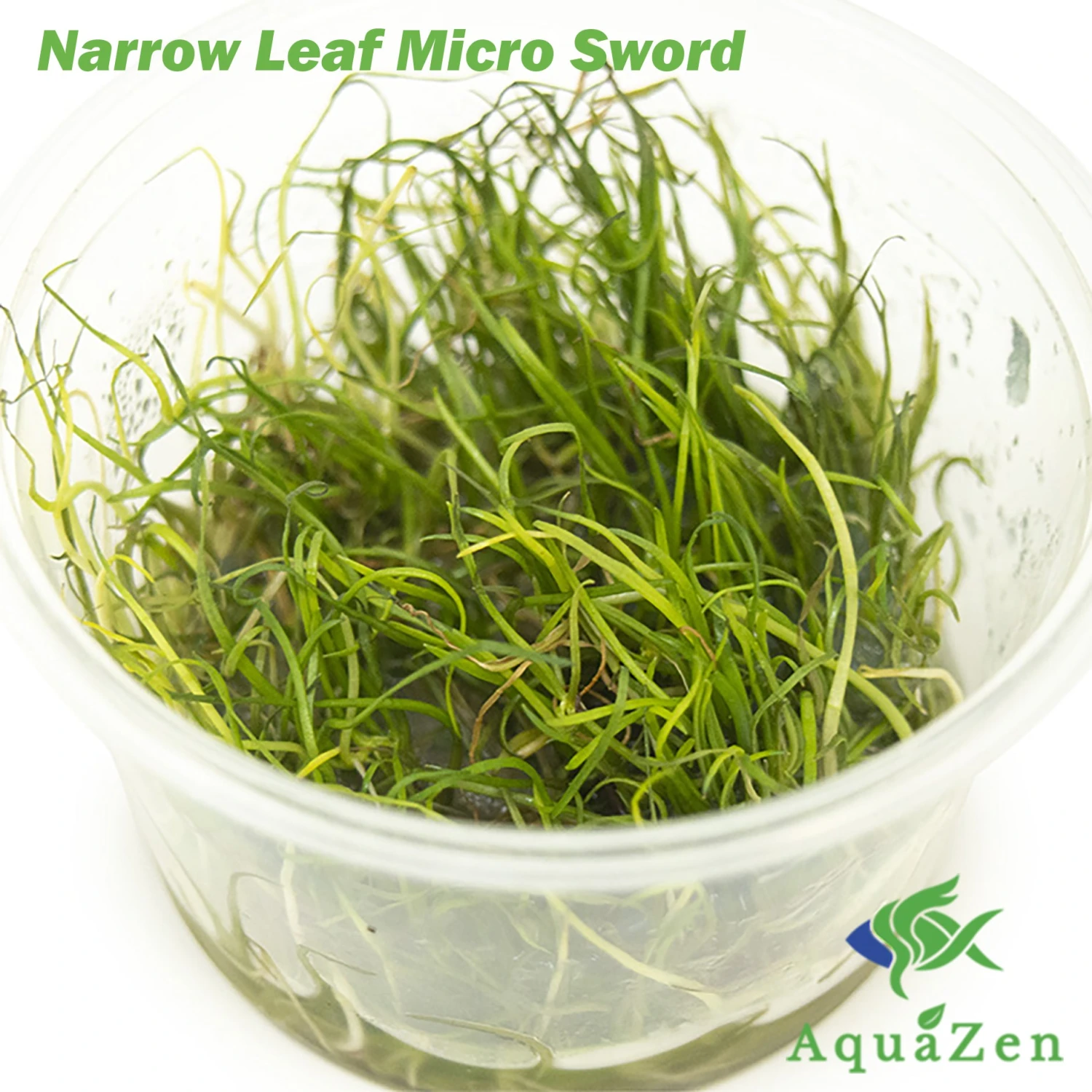 Narrow Leaf Micro Sword (Lilaeopsis Mauritiana) Tissue Culture - Image 3
