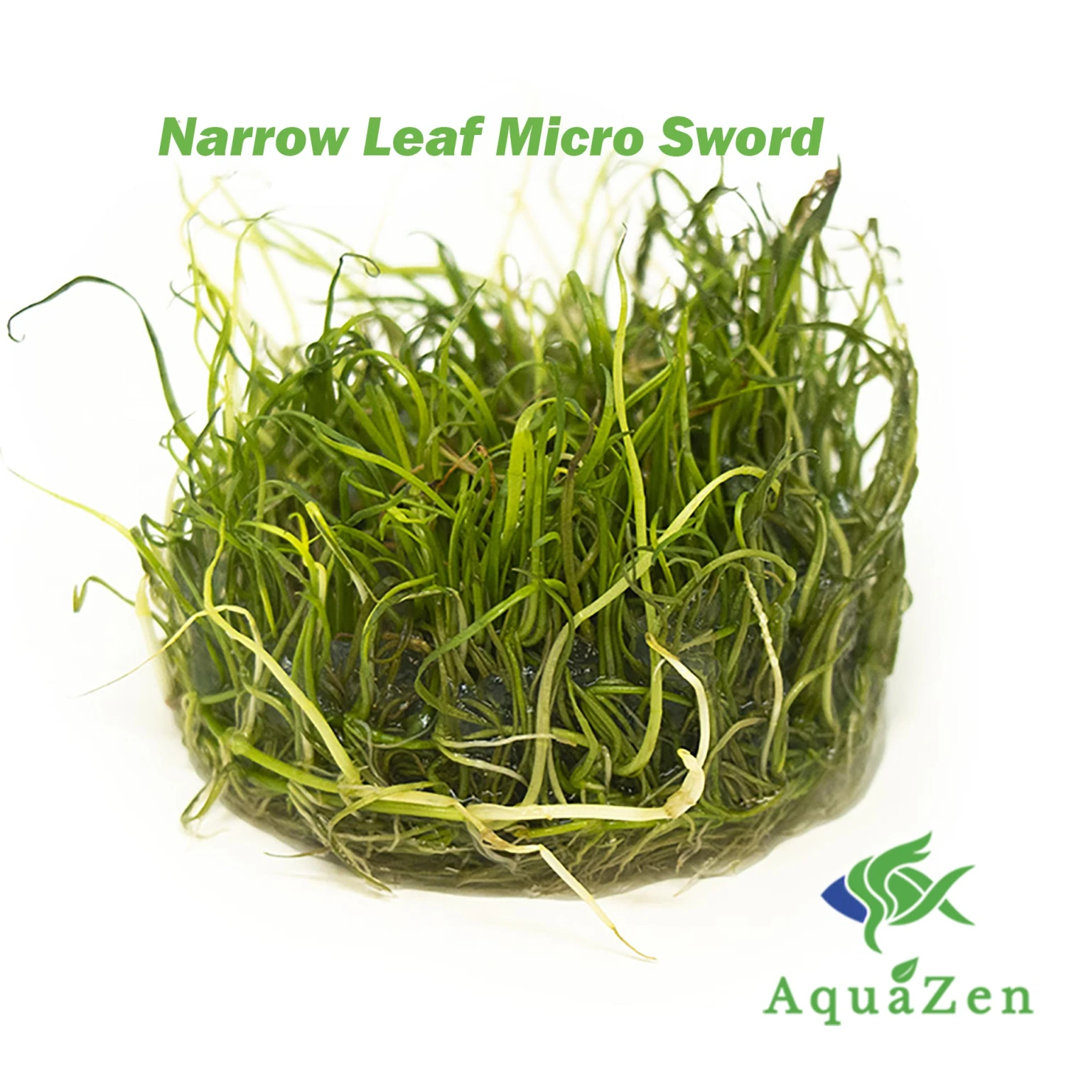 Narrow Leaf Micro Sword (Lilaeopsis Mauritiana) Tissue Culture