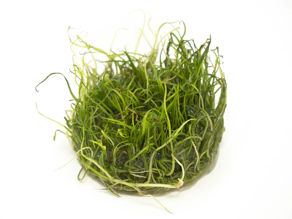 Narrow Leaf Micro Sword (Lilaeopsis Mauritiana) Tissue Culture - Image 6