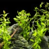Limnophila Aromatica AKA Rice Paddy Herb (Limnophila Aromatica), Bunch
