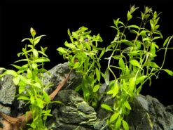 Limnophila Aromatica AKA Rice Paddy Herb (Limnophila Aromatica), Bunch