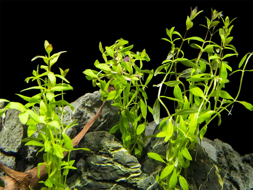 Limnophila Aromatica AKA Rice Paddy Herb (Limnophila Aromatica), Bunch