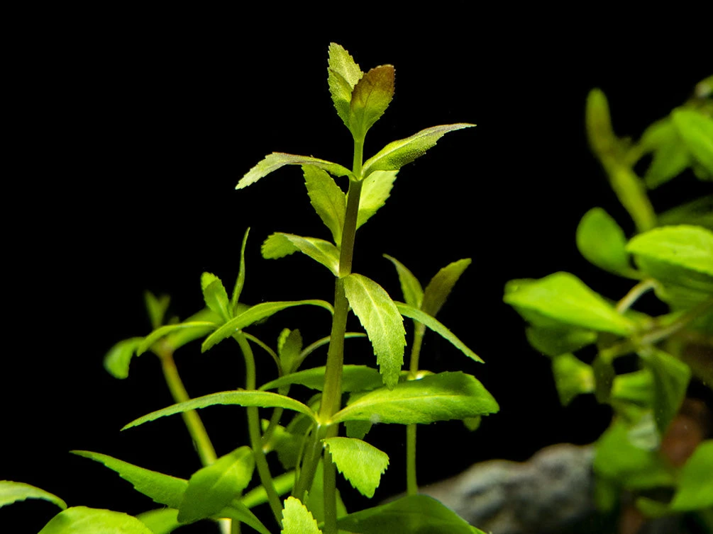Limnophila Aromatica AKA Rice Paddy Herb (Limnophila Aromatica), Bunch - Image 3
