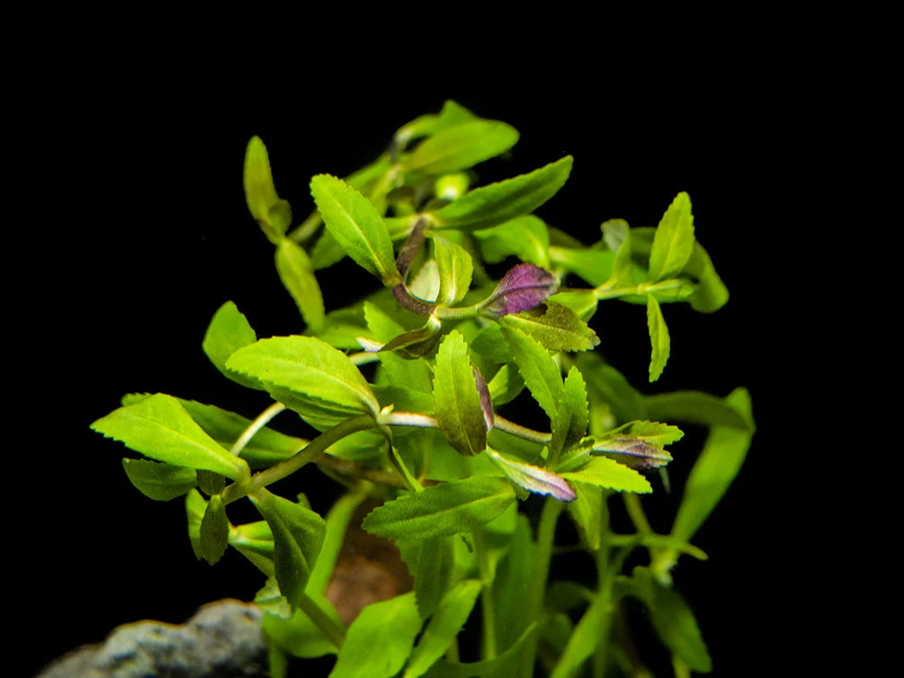 Limnophila Aromatica AKA Rice Paddy Herb (Limnophila Aromatica), Bunch - Image 4