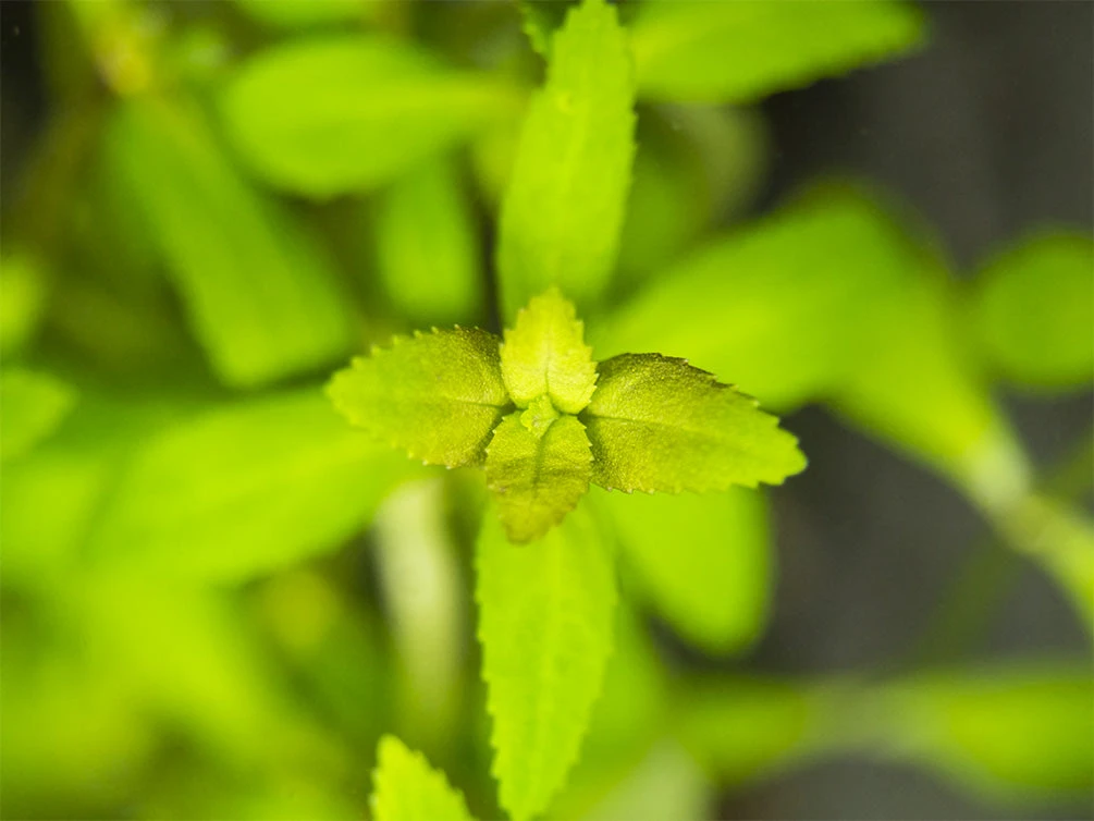 Limnophila Aromatica AKA Rice Paddy Herb (Limnophila Aromatica), Bunch - Image 5
