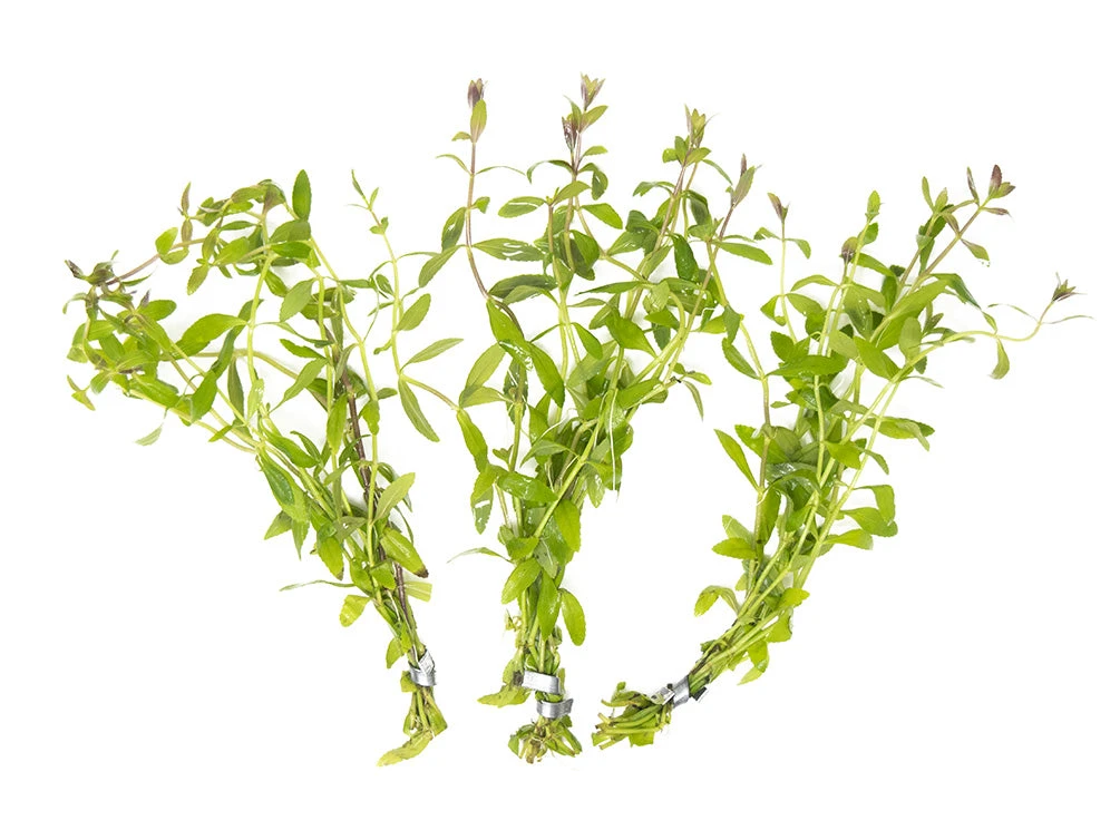 Limnophila Aromatica AKA Rice Paddy Herb (Limnophila Aromatica), Bunch - Image 7