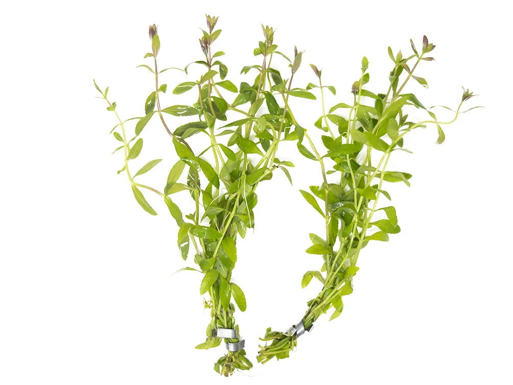 Limnophila Aromatica AKA Rice Paddy Herb (Limnophila Aromatica), Bunch - Image 8