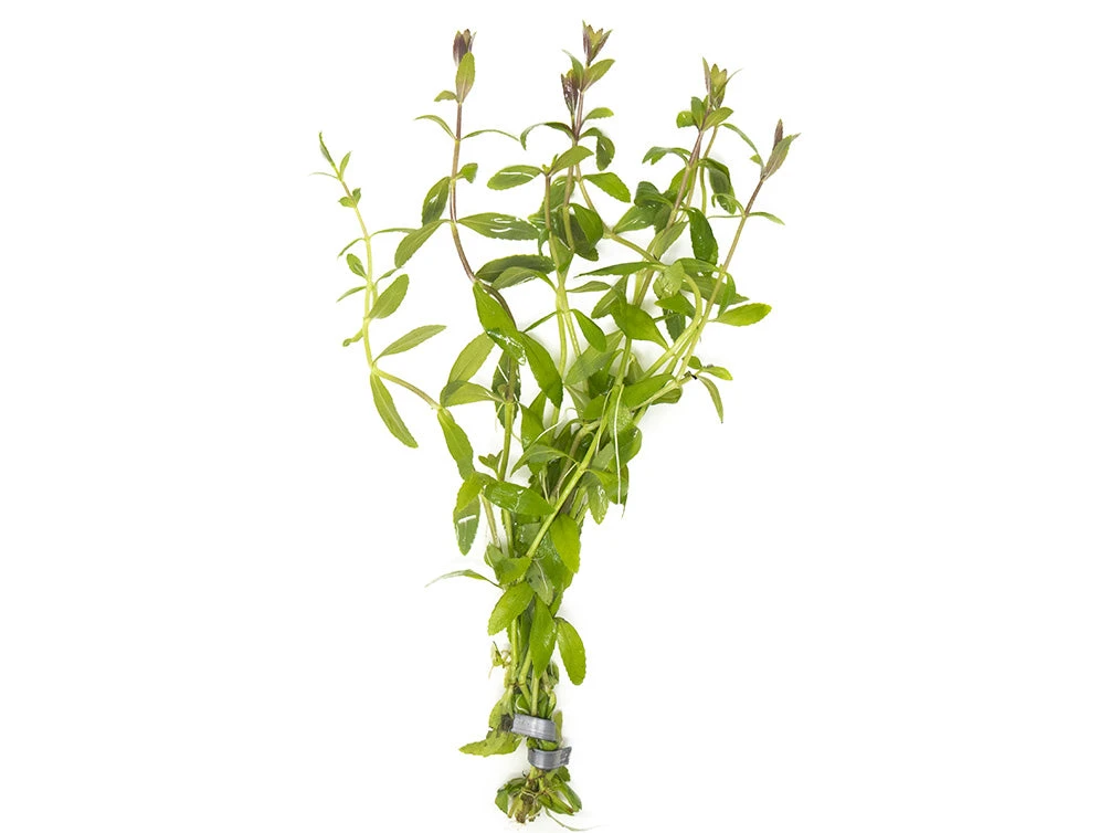 Limnophila Aromatica AKA Rice Paddy Herb (Limnophila Aromatica), Bunch - Image 9