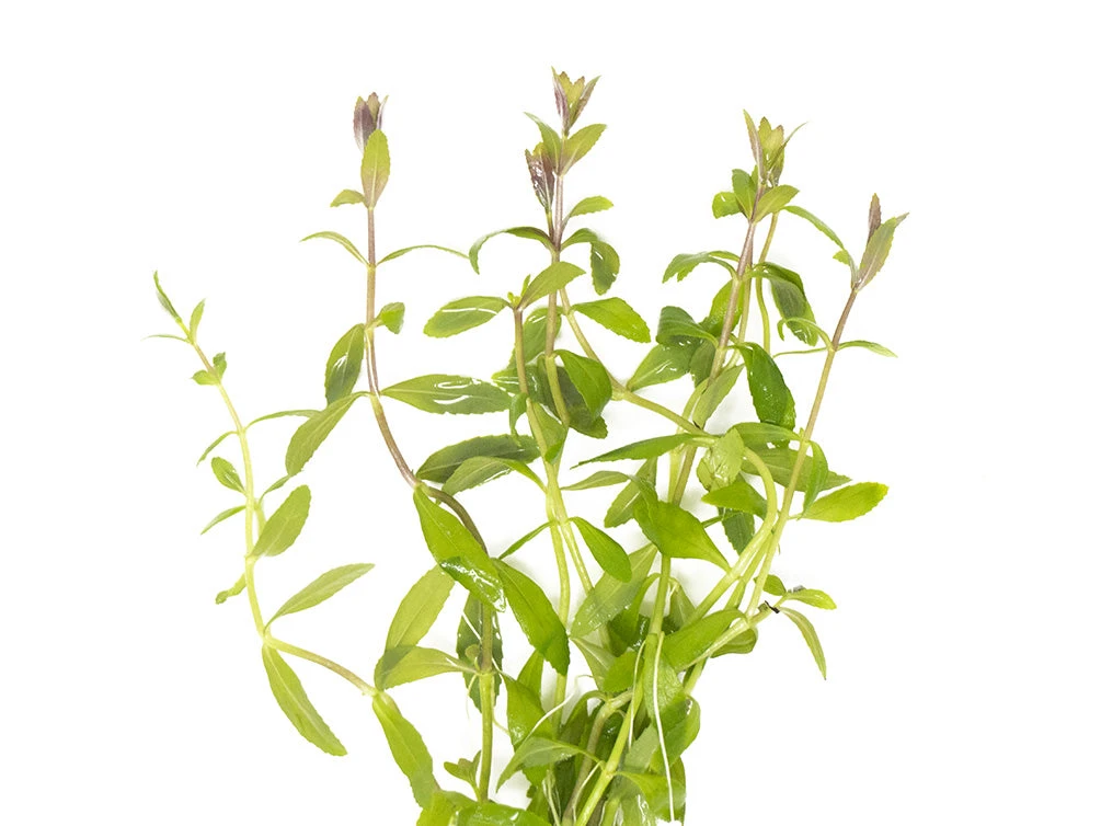 Limnophila Aromatica AKA Rice Paddy Herb (Limnophila Aromatica), Bunch - Image 6