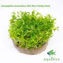 Limnophila Aromatica AKA Rice Paddy Herb (Limnophila Aromatica), Tissue Culture