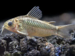 Little Cory Catfish (Corydoras Nanus)