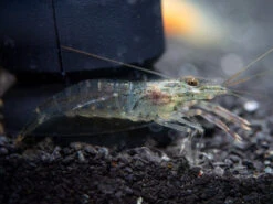 Taiwanese Long Claw Prawn (Macrobrachium Placidulum)