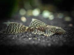 Longfin Bristlenose Pleco (Ancistrus Cf. Cirrhosus Var. "Longfin") - Tank-Bred!