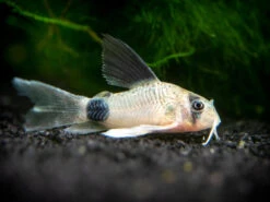 Longfin Panda Cory Catfish (Corydoras Panda "Longfin") - Tank-Bred!