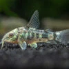 Longfin Peppered AKA Blue Leopard AKA Mottled Cory Catfish (Corydoras Paleatus), Tank Bred!
