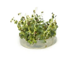 Ludwigia 'rubin' (Ludwigia Repens 'rubin') Tissue Culture