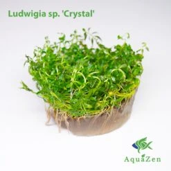 Crystal Ludwigia (Ludwigia Sp. 'Crystal' ) Tissue Culture